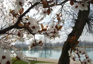 Flowering branches by the lake on Jarun