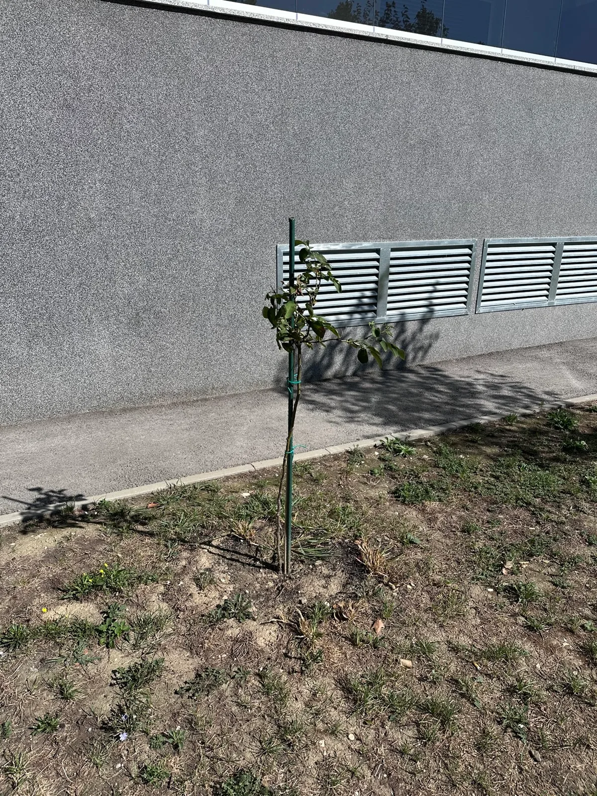 Mlado stablo uz ventilacijsku rešetku uz zgradu D