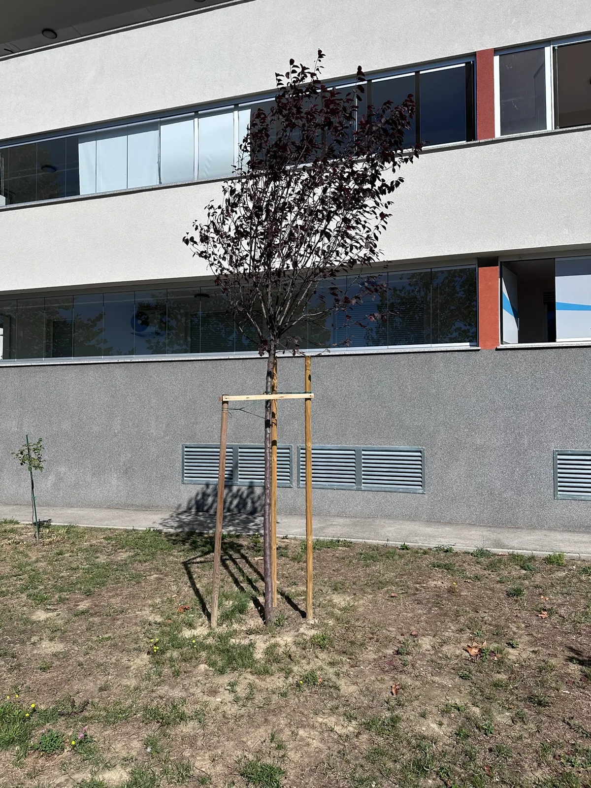 Crvenolisno stablo uz južno pročelje uz zgradu D