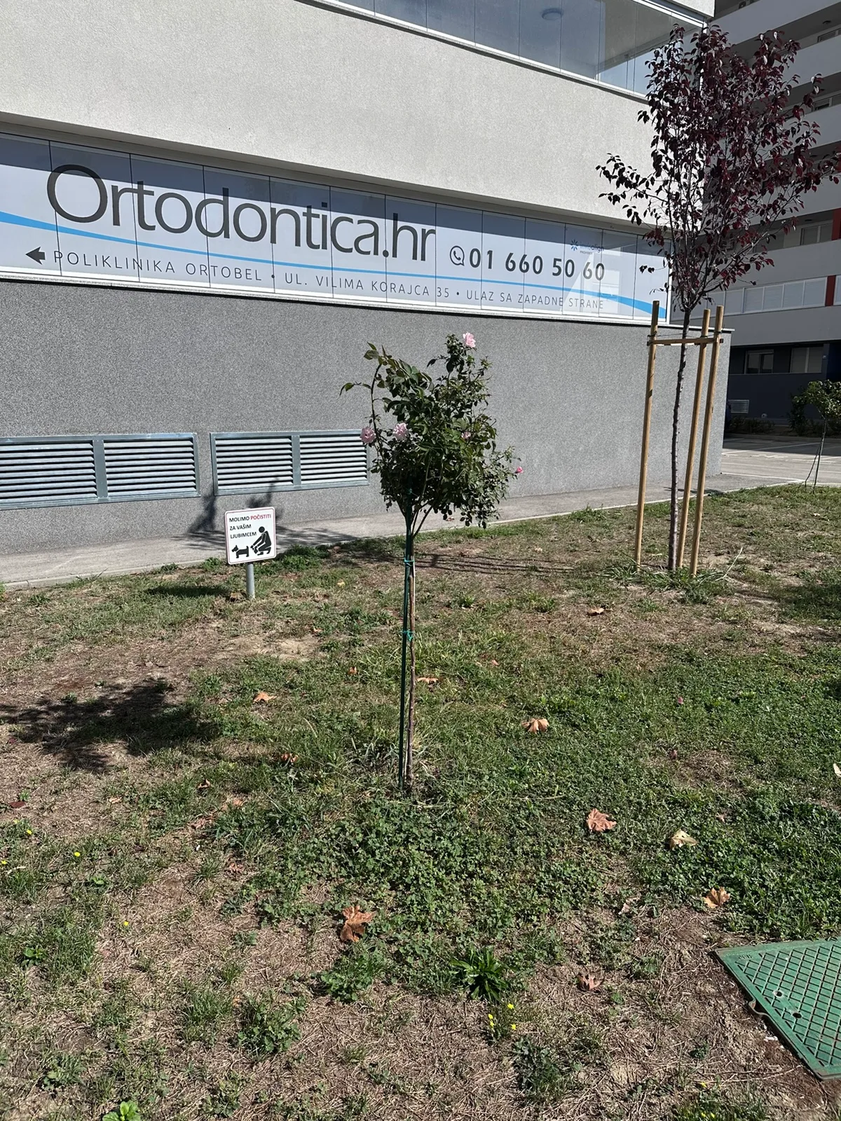 Mlado stablo ispred ordinacije uz zgradu D