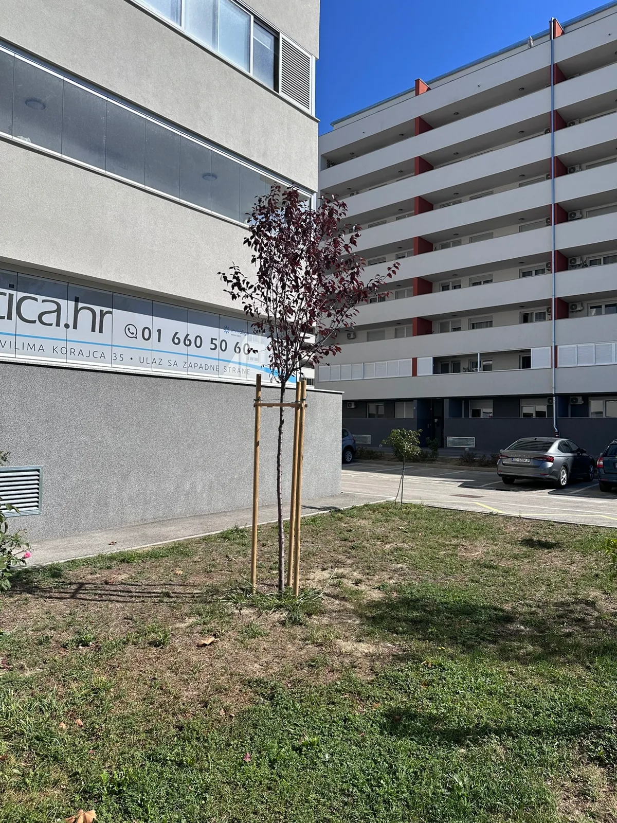 Crvenolisno stablo uz ugao ordinacije uz zgradu D