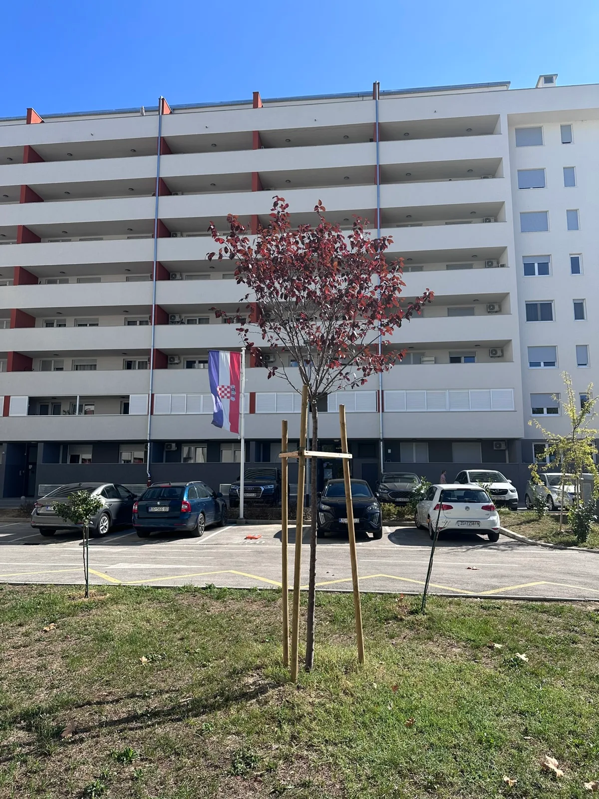 Crvenolisno stablo uz južno parkiralište uz zgradu D