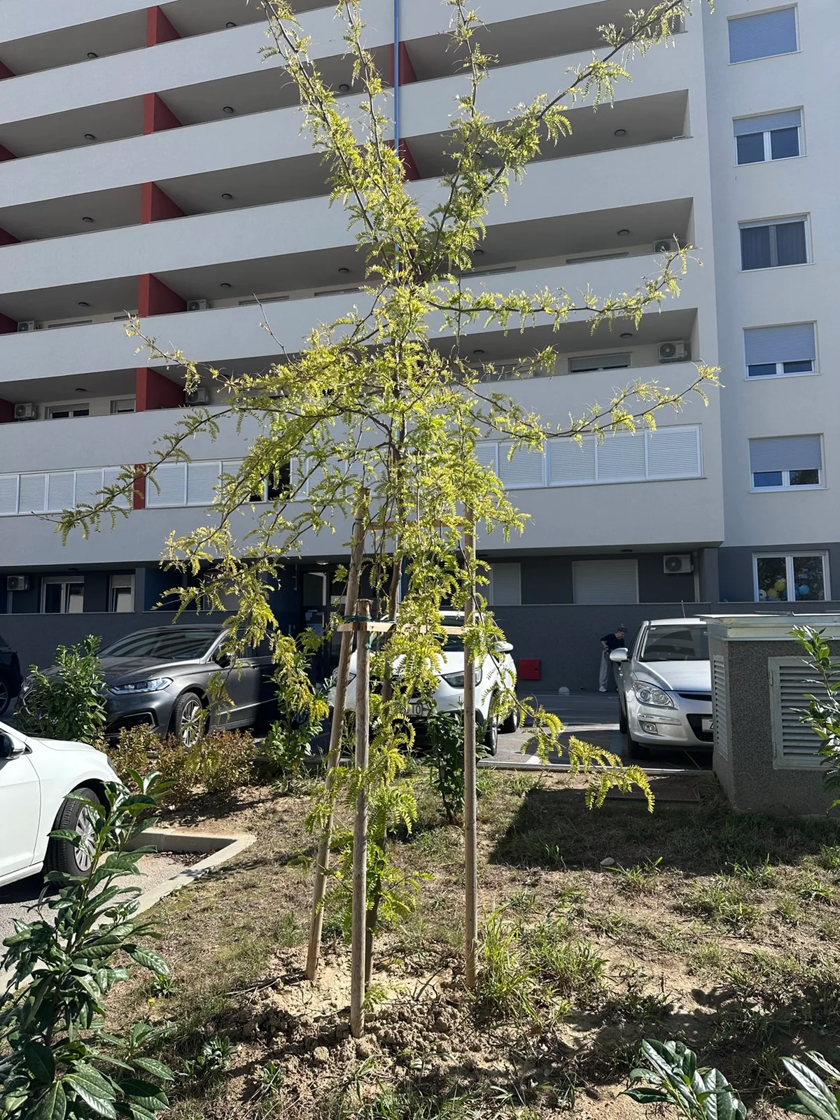 Usko stablo uz ventilacijski otvor uz zgradu D