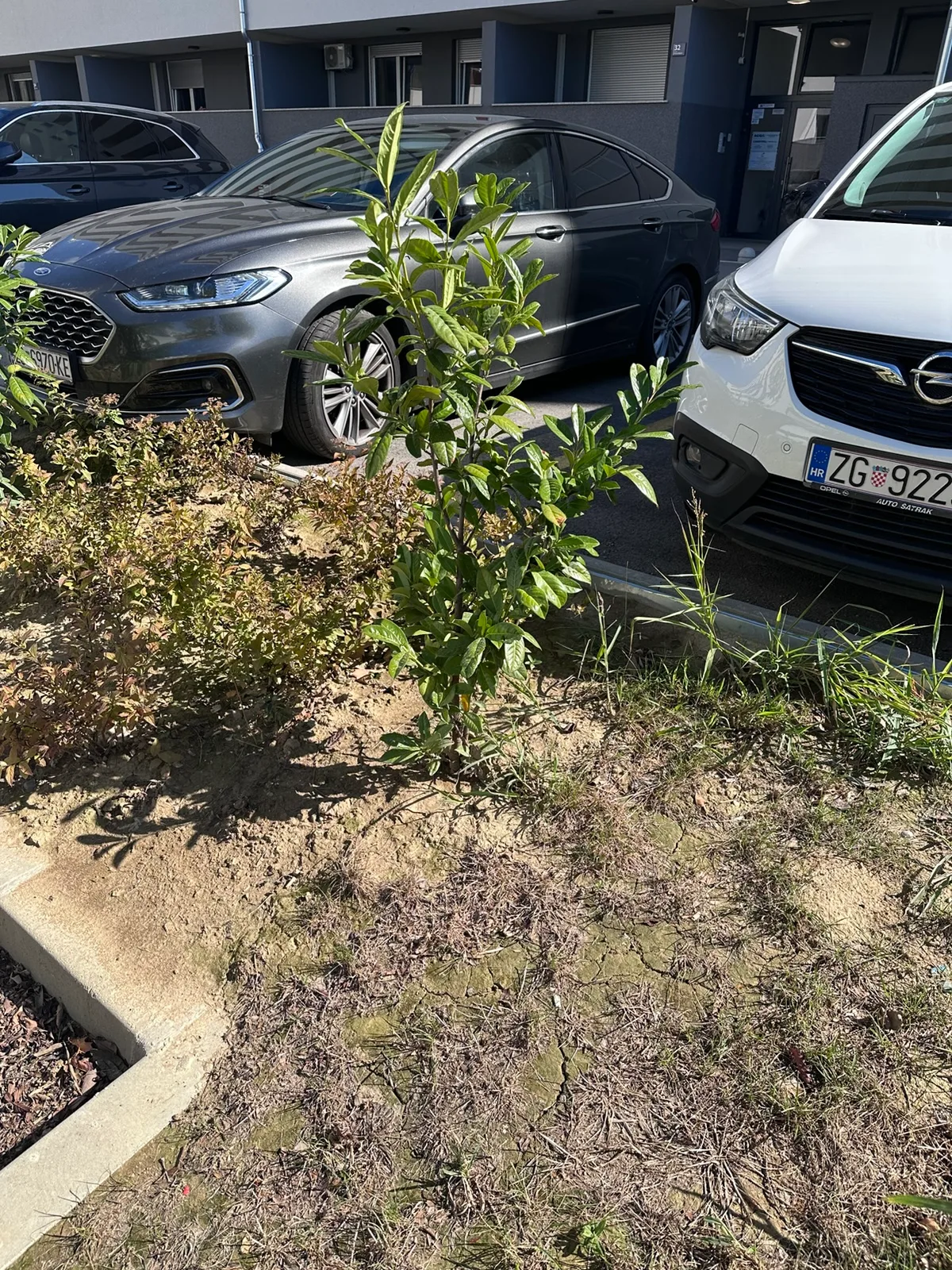 Grm uspravnih grana između parkirališta uz zgradu D