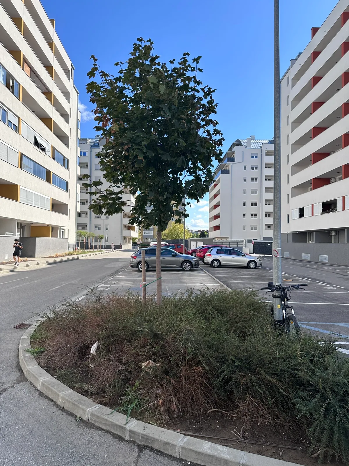 Stablo na zaobljenom parkirališnom otoku uz zgradu D