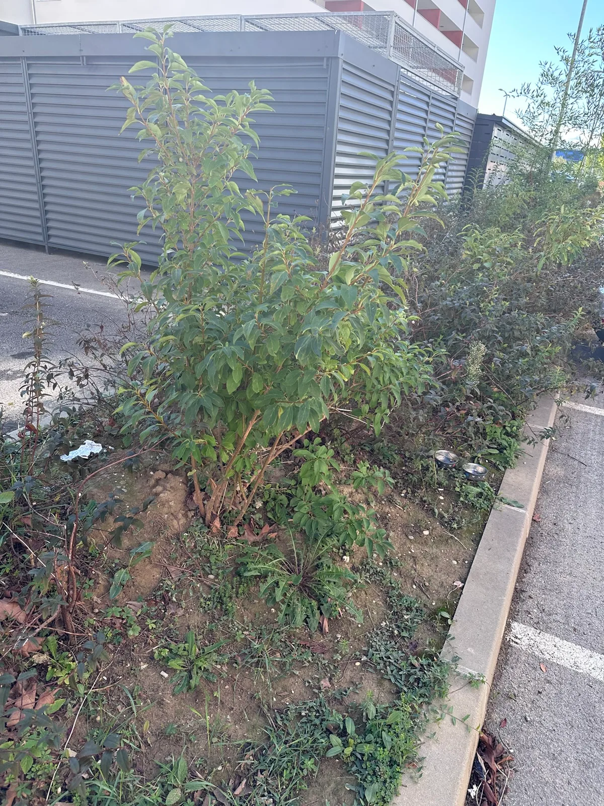 Grm ispred metalnih lamela uz zgradu D