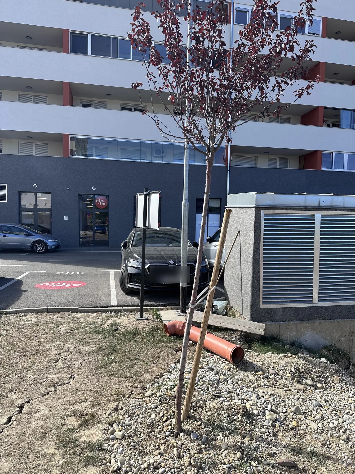 Crvenolisno stablo uz ventilacijski otvor uz zgradu E