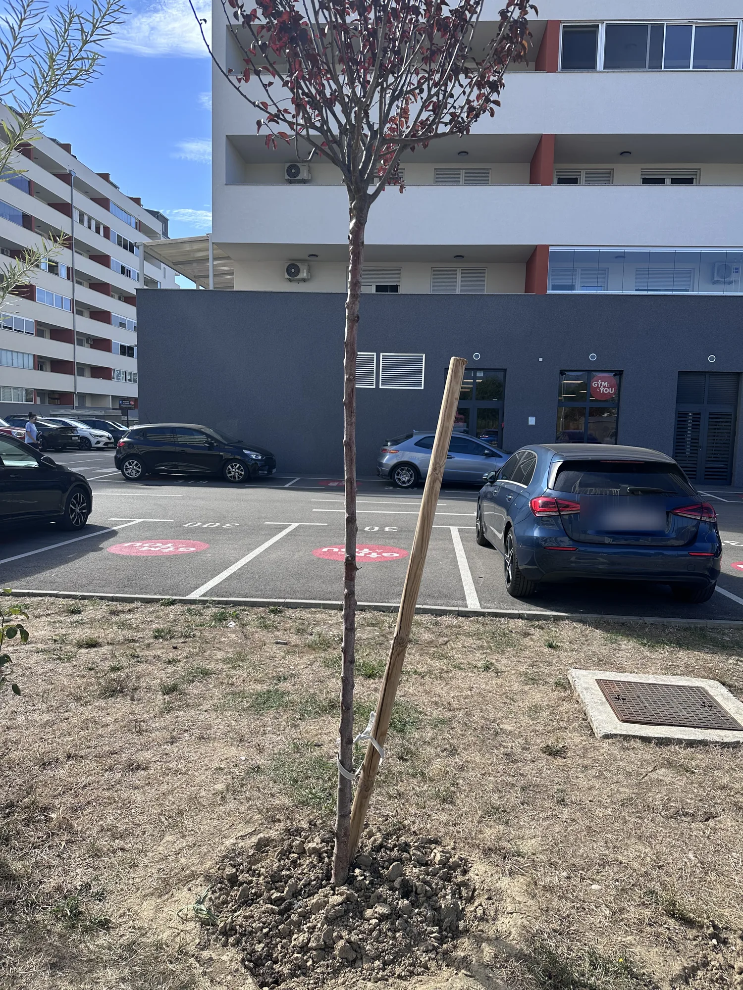 Crvenolisno stablo uz poklopac instalacija uz zgradu E