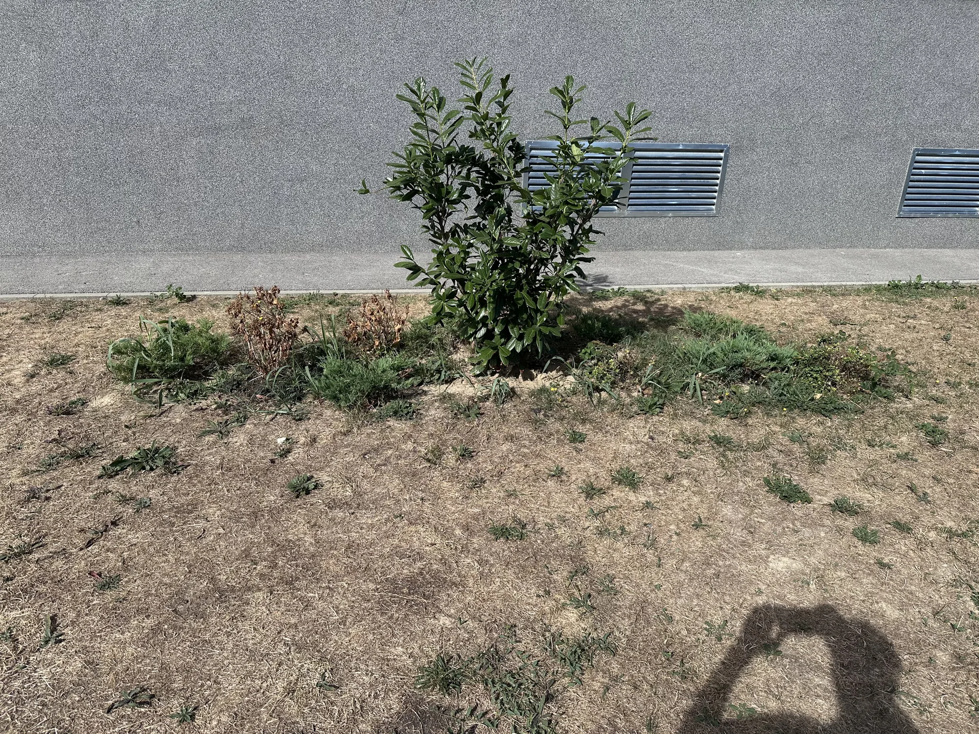 Grm uz zidnu ventilacijsku rešetku uz zgradu E