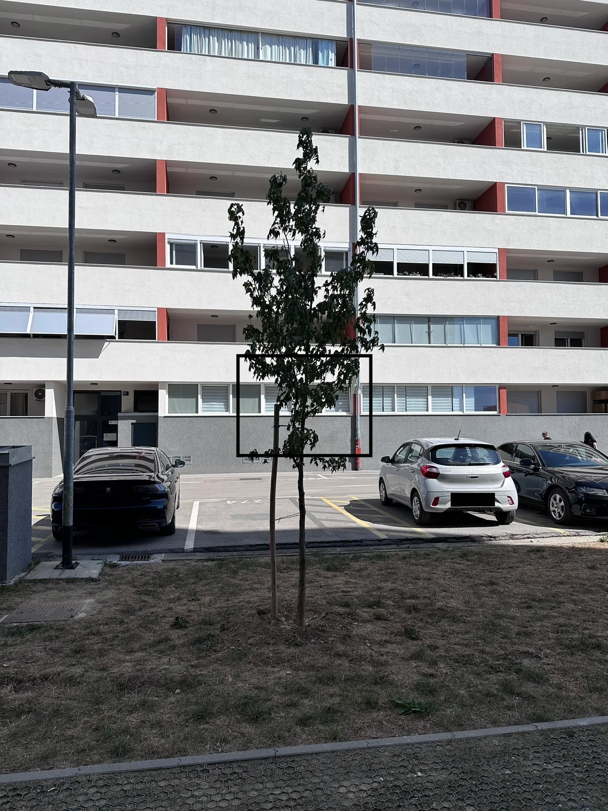 Stablo široke krošnje uz parkiralište uz zgradu F