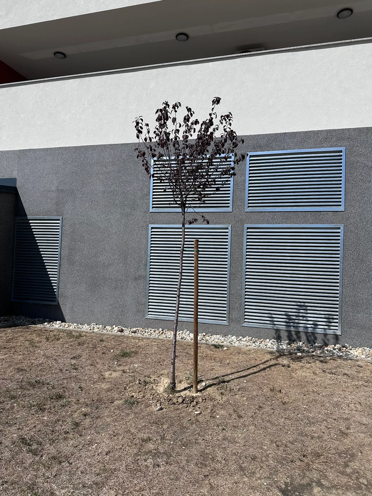 Crvenolisno stablo uz ventilacijsku rešetku uz zgradu F