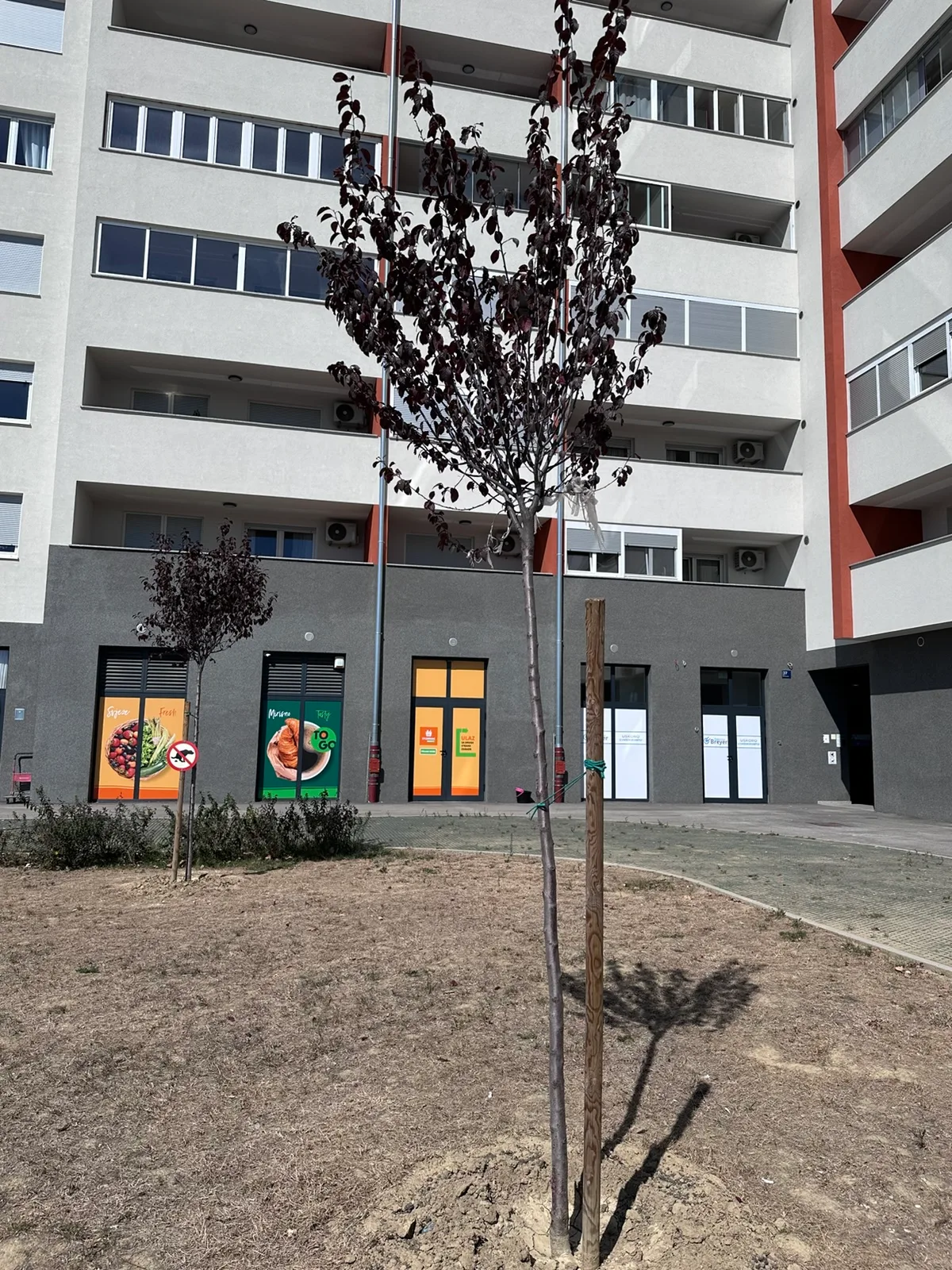 Crvenolisno stablo uz Gym4You uz zgradu F