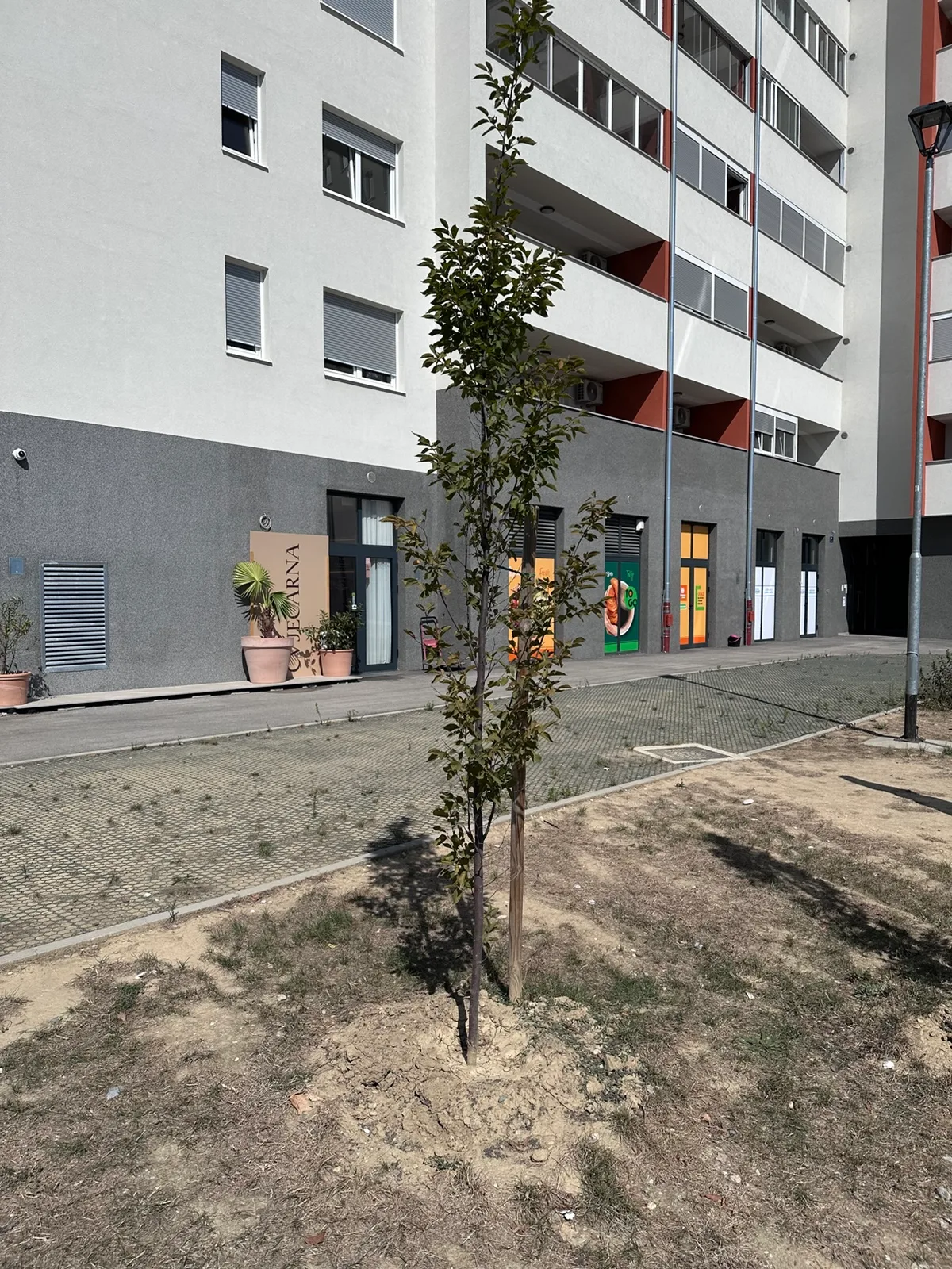 Stablo rijetke krošnje uz stazu uz zgradu F