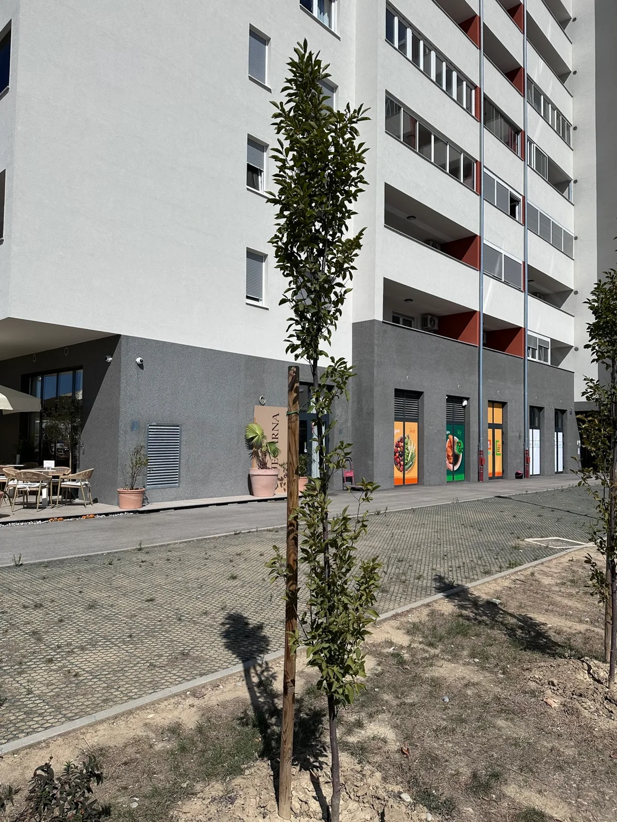 Uspravno stablo uz prolaz uz zgradu F